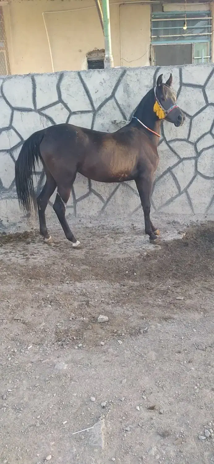 اسب‌ مادیان‌ عرب|اسب و تجهیزات اسب‌سواری|زنجانرود, |دیوار