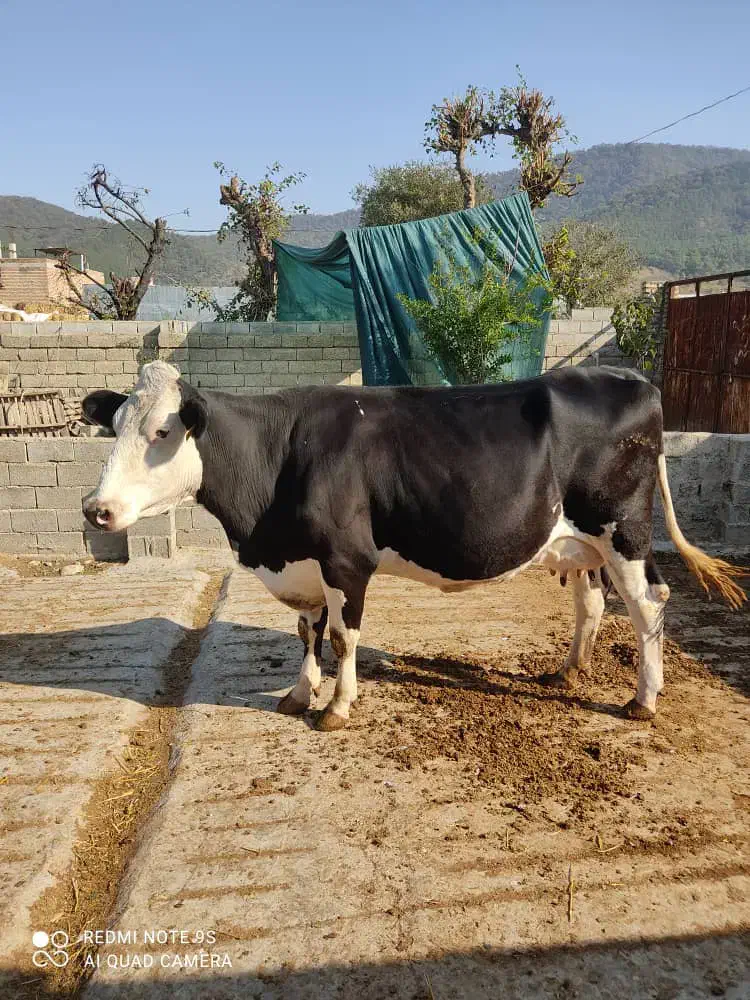 گاو شیری|حیوانات مزرعه|رامیان, |دیوار