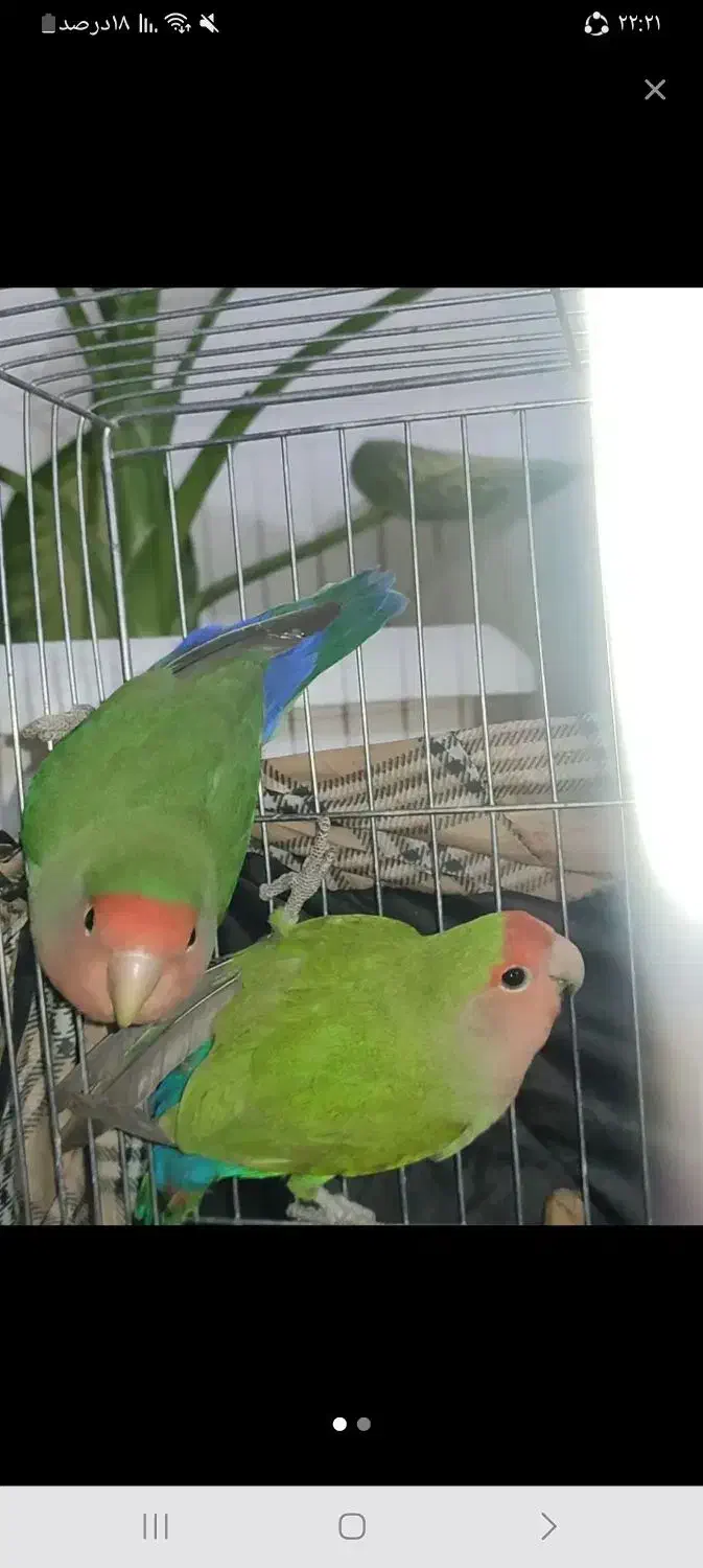 طوطی برزیلی|پرنده|سراب, |دیوار