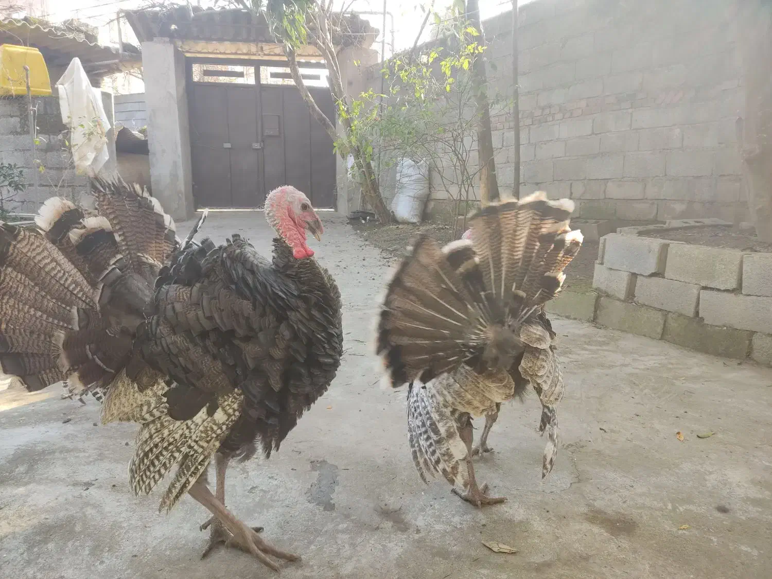 بوقلمون نر|حیوانات مزرعه|سرخرود, |دیوار