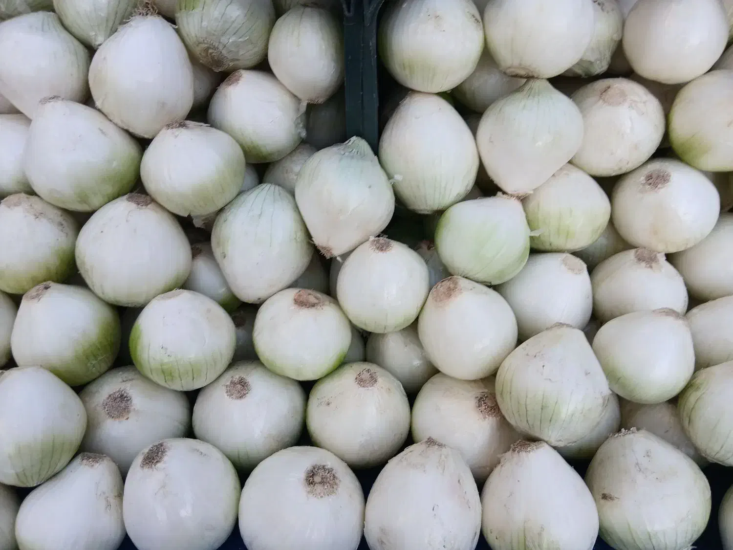 پیاز کله|خوردنی و آشامیدنی|قم, سراجه (۱۵ خرداد)|دیوار