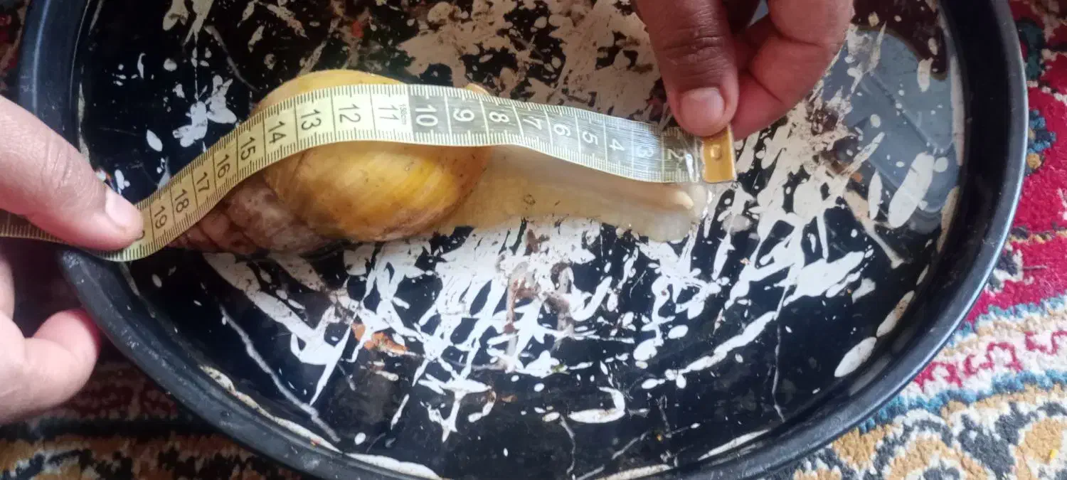 حلزون|خزنده|کرمان, |دیوار