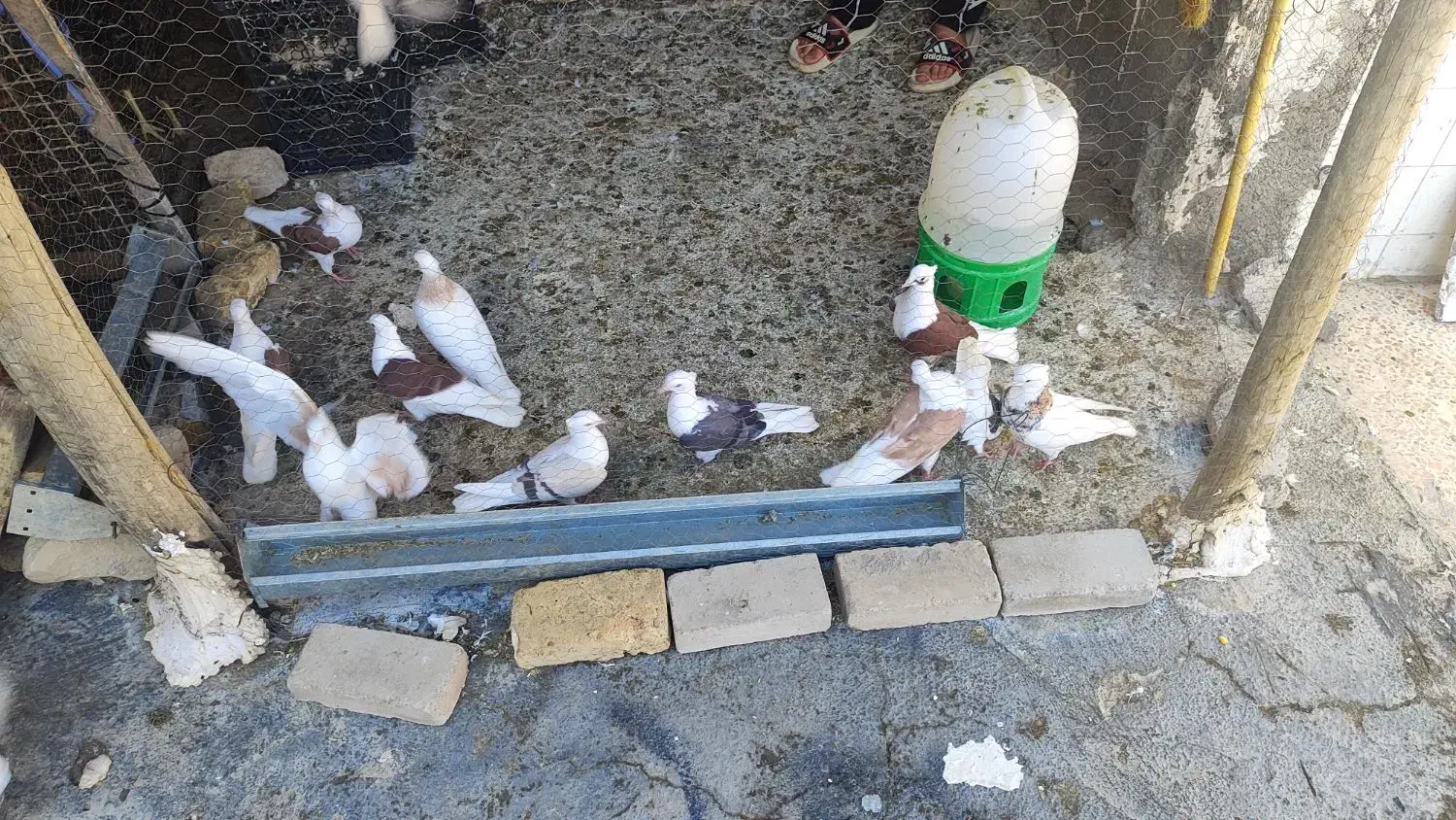 کبوتر|پرنده|دره شهر, |دیوار