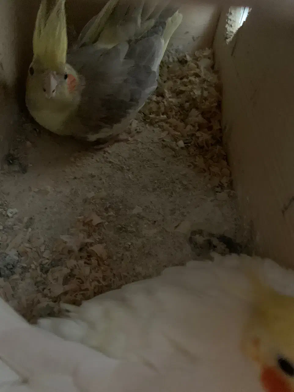 جفت عروس مولد ب شرط روی تخم|پرنده|ساری, |دیوار