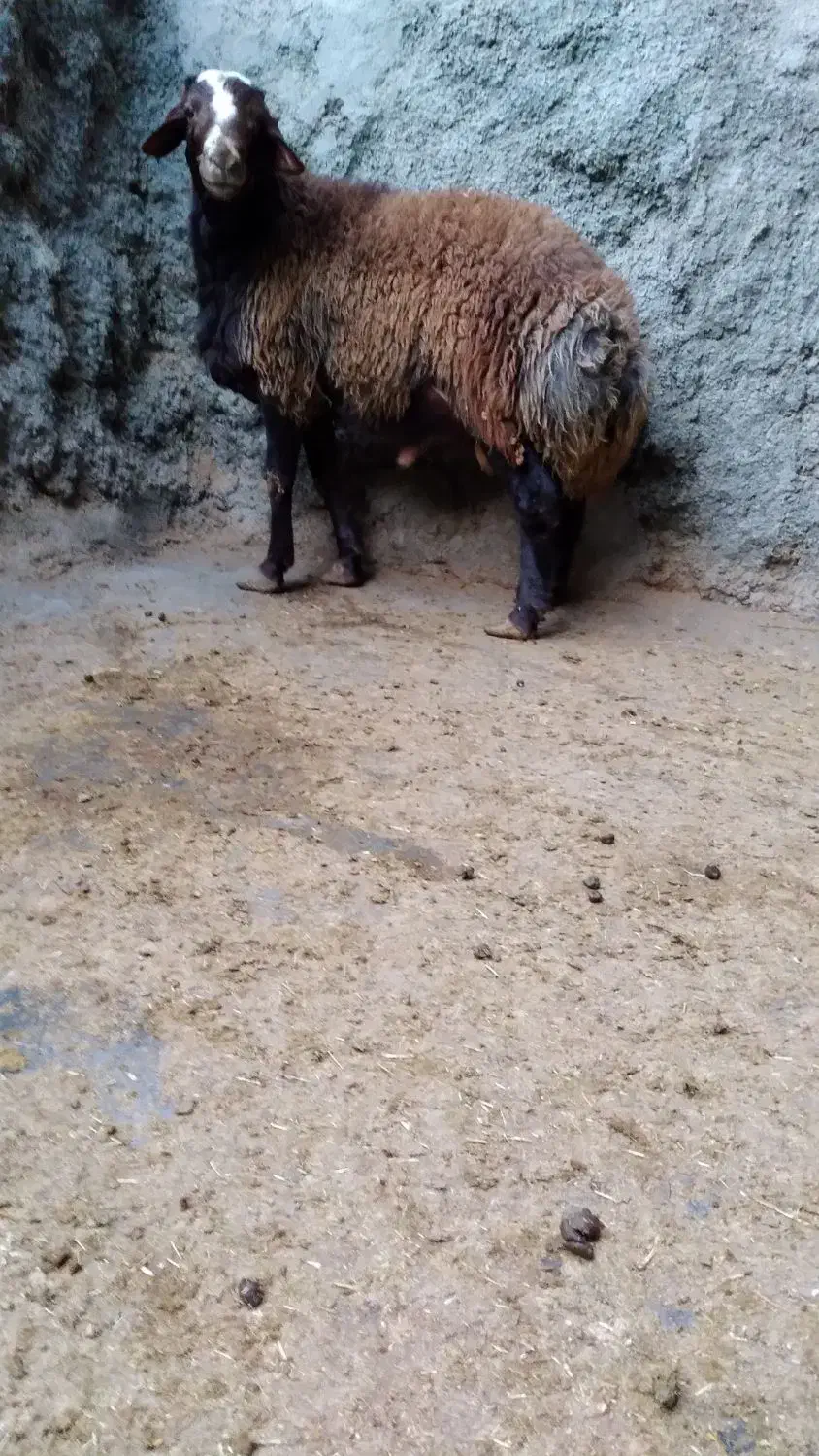 بره نر چاق پرگوشت پرواری درجه یک|حیوانات مزرعه|ملایر, |دیوار