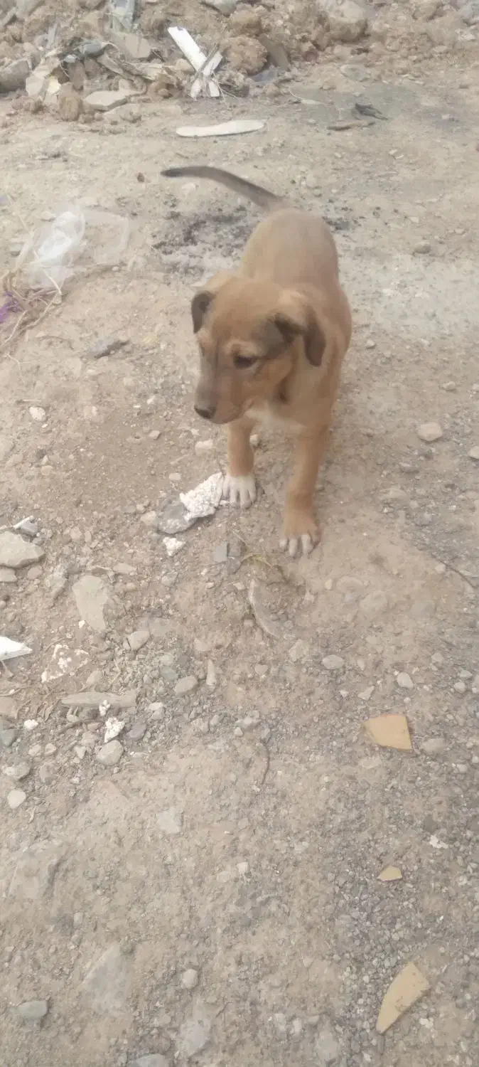 توله دورگه دوبرمن وسرابی|سگ|ایلام, |دیوار