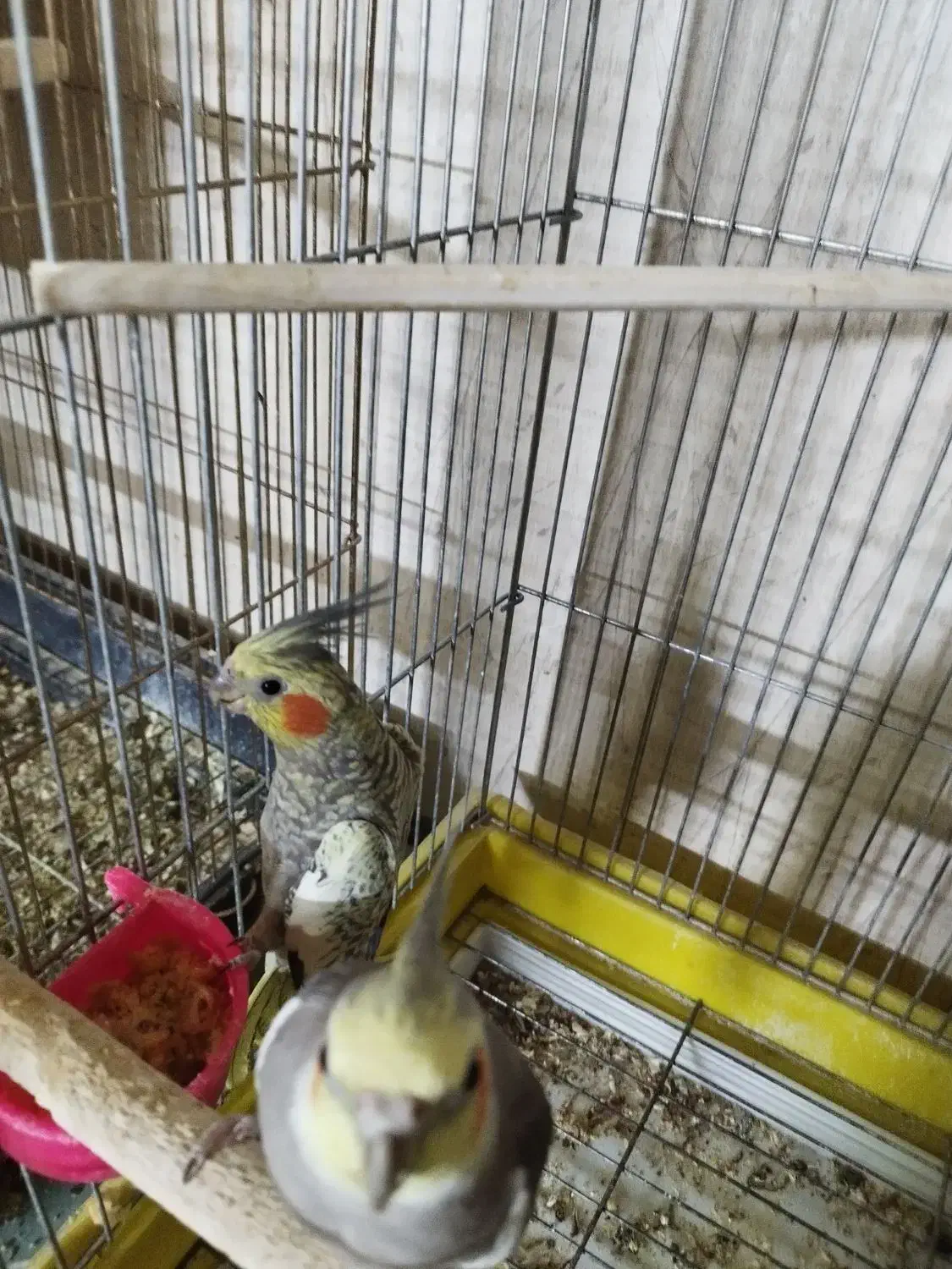 سه جفت عروس|پرنده|کاشان, باغ ماجد|دیوار