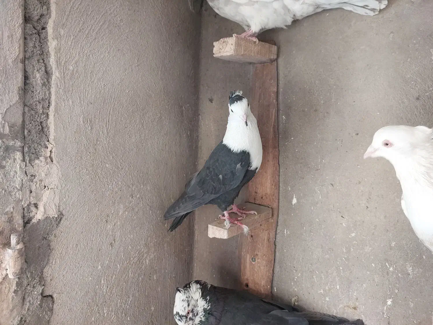 کبوتر تبعیدی|پرنده|قم, الغدیر|دیوار