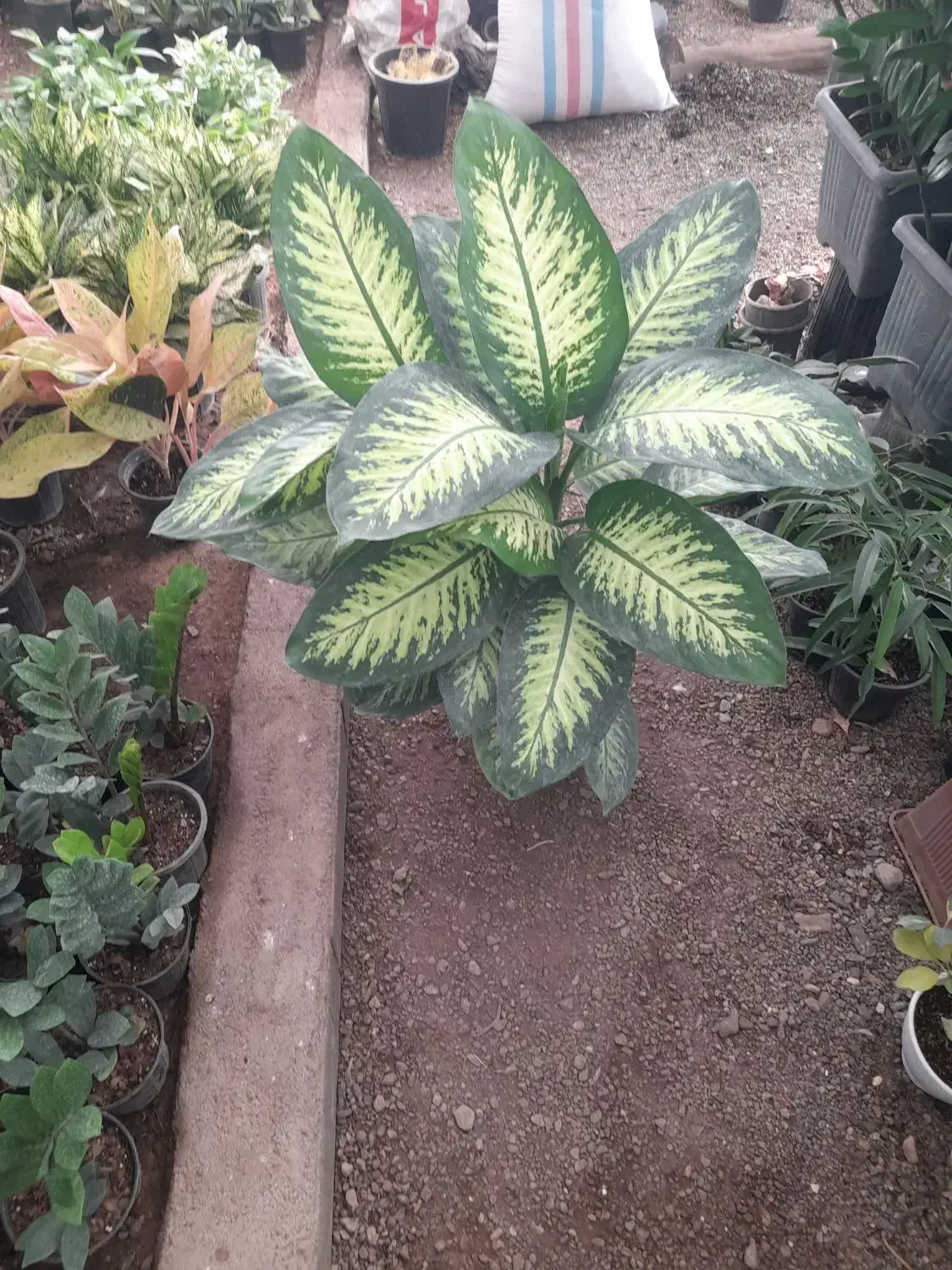 دیفن باخیابرگ پهن از۱۵۰تا۸۵۰|گل و گیاه طبیعی|تربت جام, تیپ ۳۸ زرهی تربت جام|دیوار