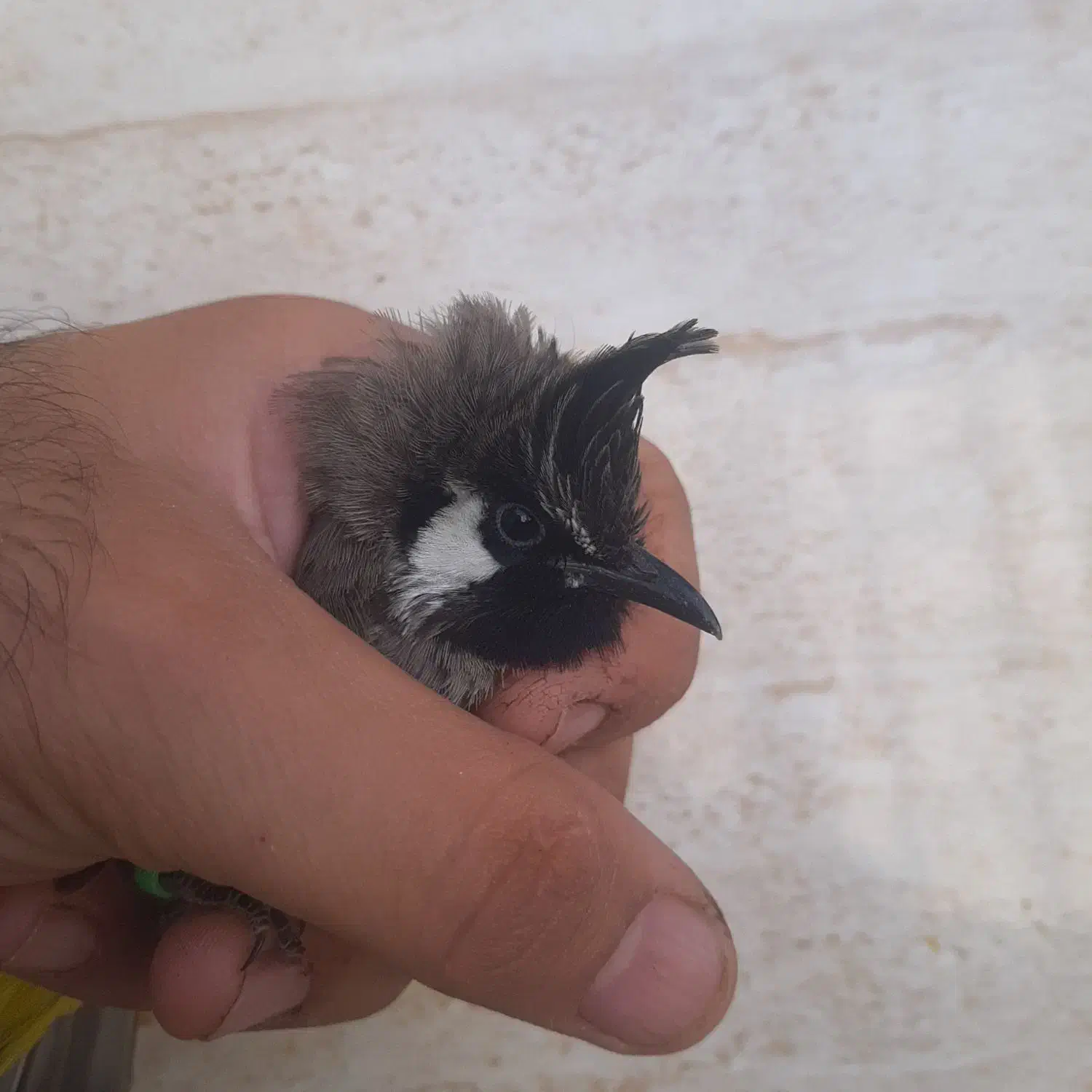 پرنده|پرنده|بندرعباس, |دیوار