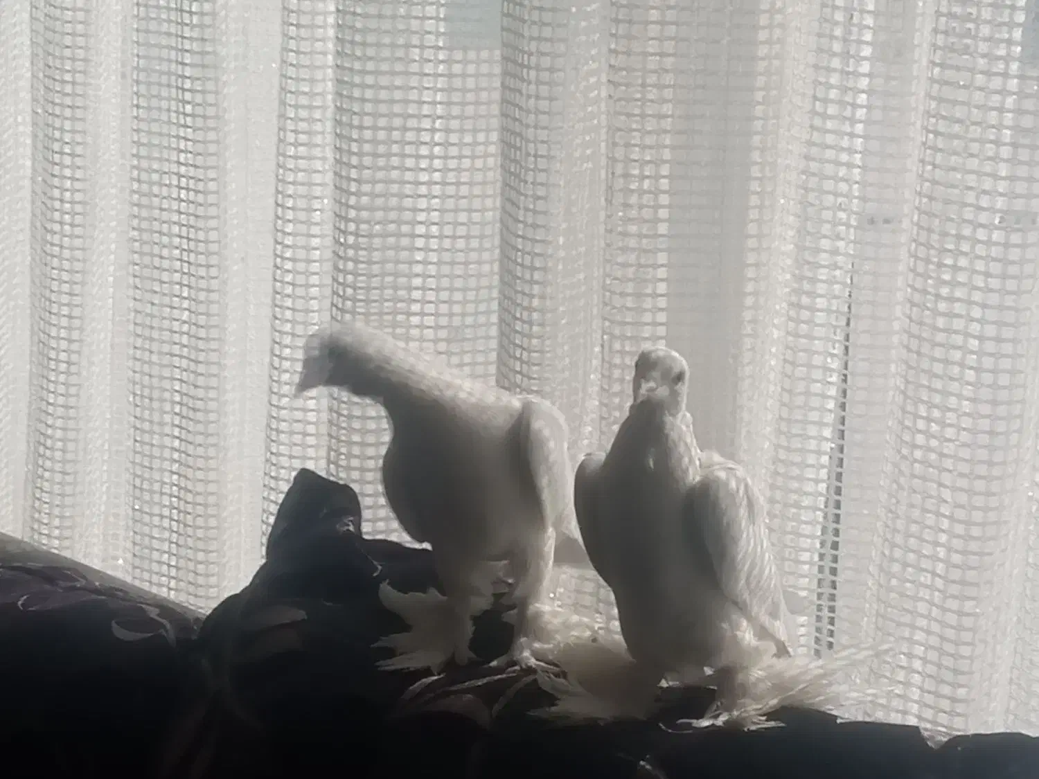 کبوتر|پرنده|تبریز, |دیوار