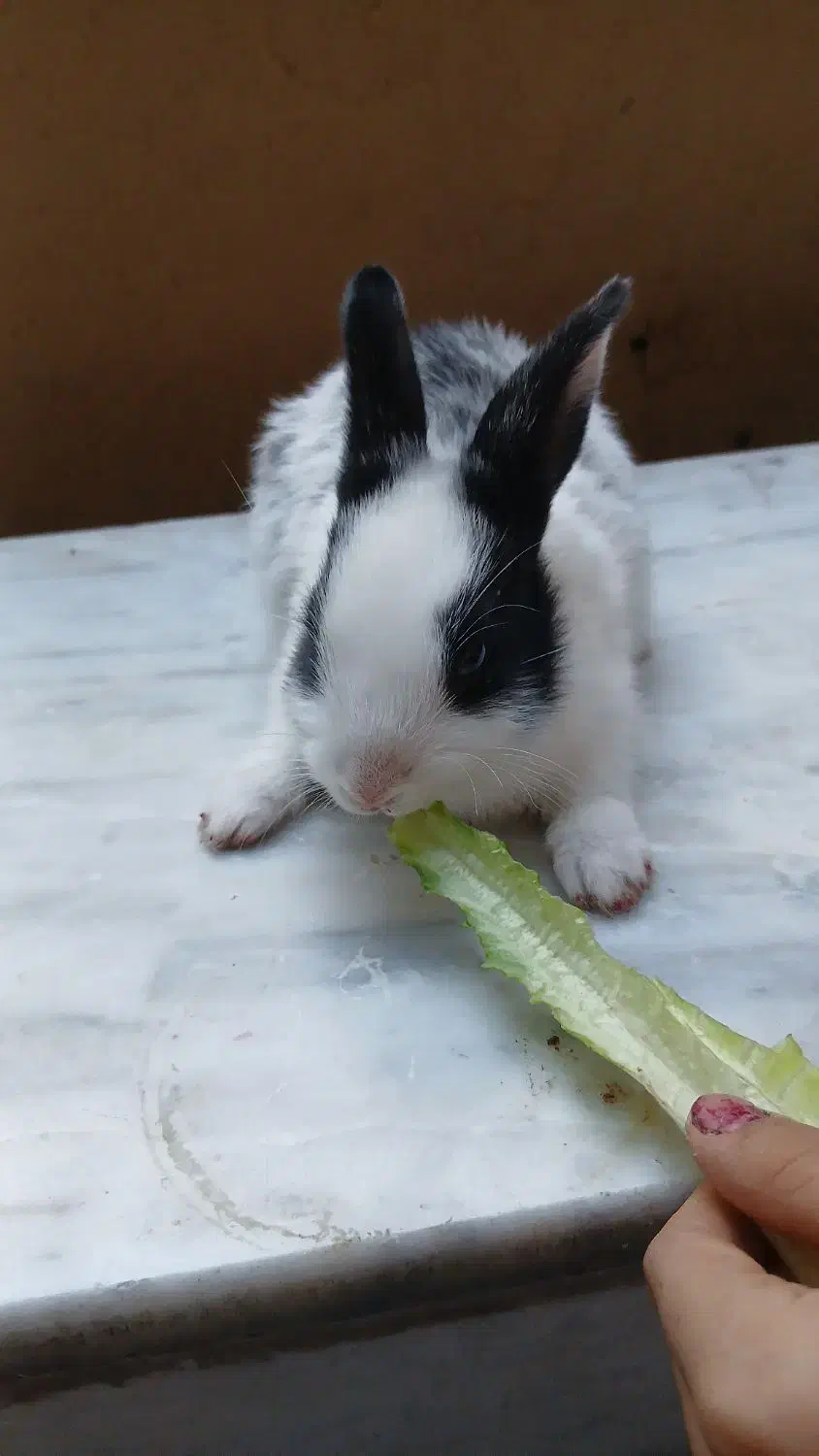 خرگوش|موش و خرگوش|کرمانشاه, |دیوار