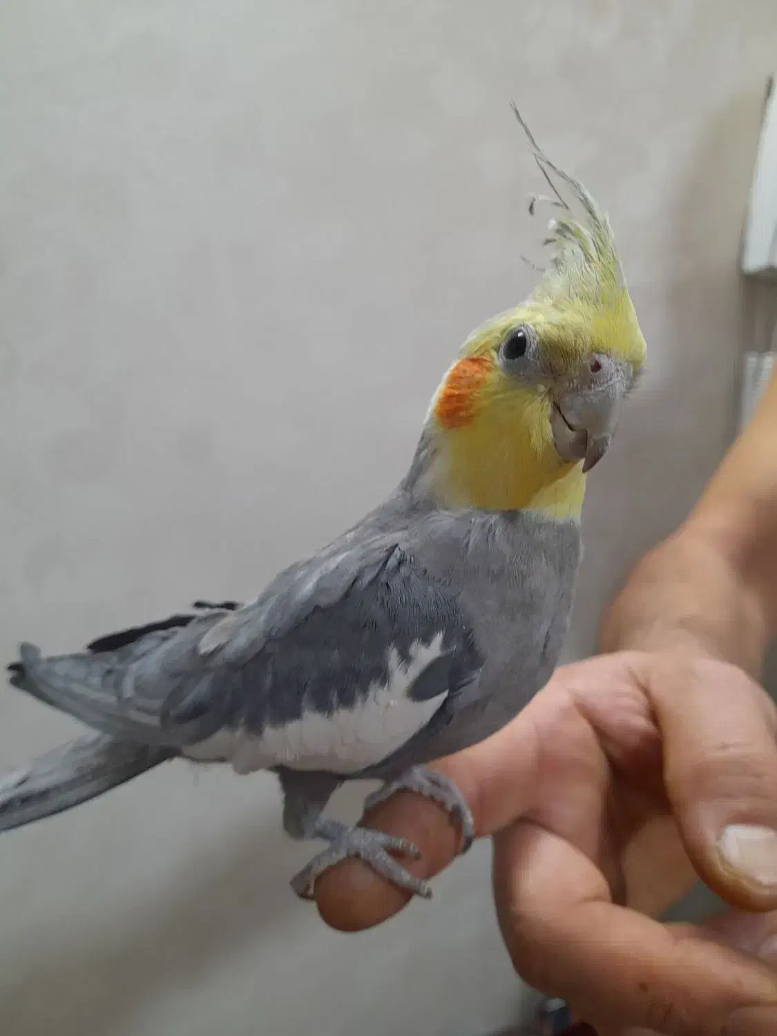 عروس هلندی|پرنده|مشهد, فاطمیه|دیوار