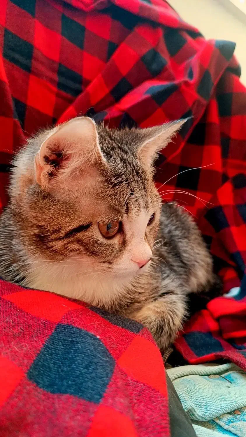 گربه ها|گربه|ساری, |دیوار