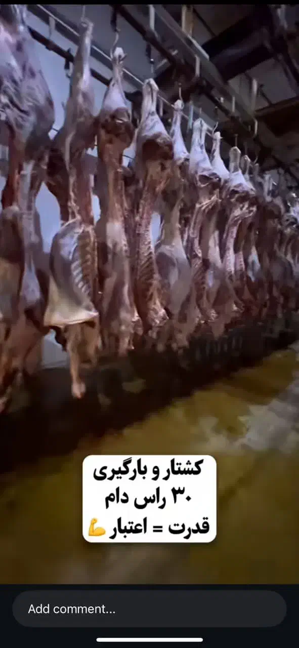 گوشت گوساله و ضعات و آلایش نر و ماده|حیوانات مزرعه|تهران, نیاوران|دیوار
