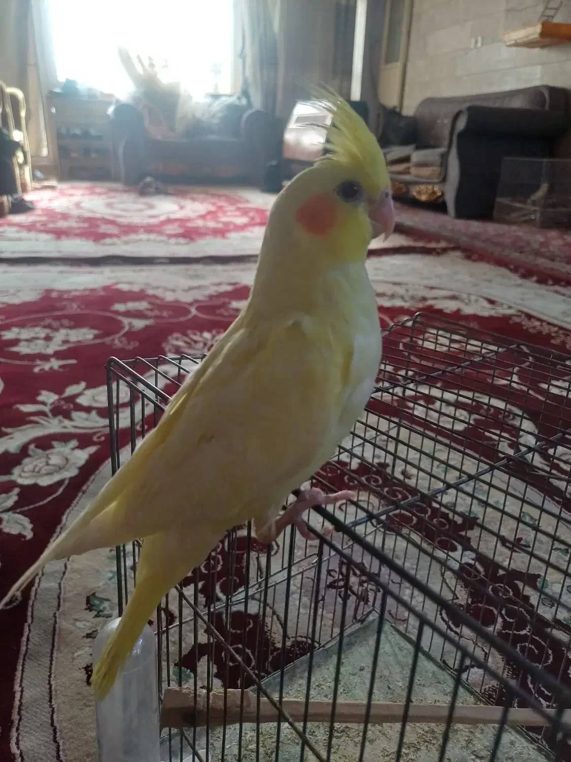 جوجه عروس هلندی|پرنده|مشهد, کارگران|دیوار