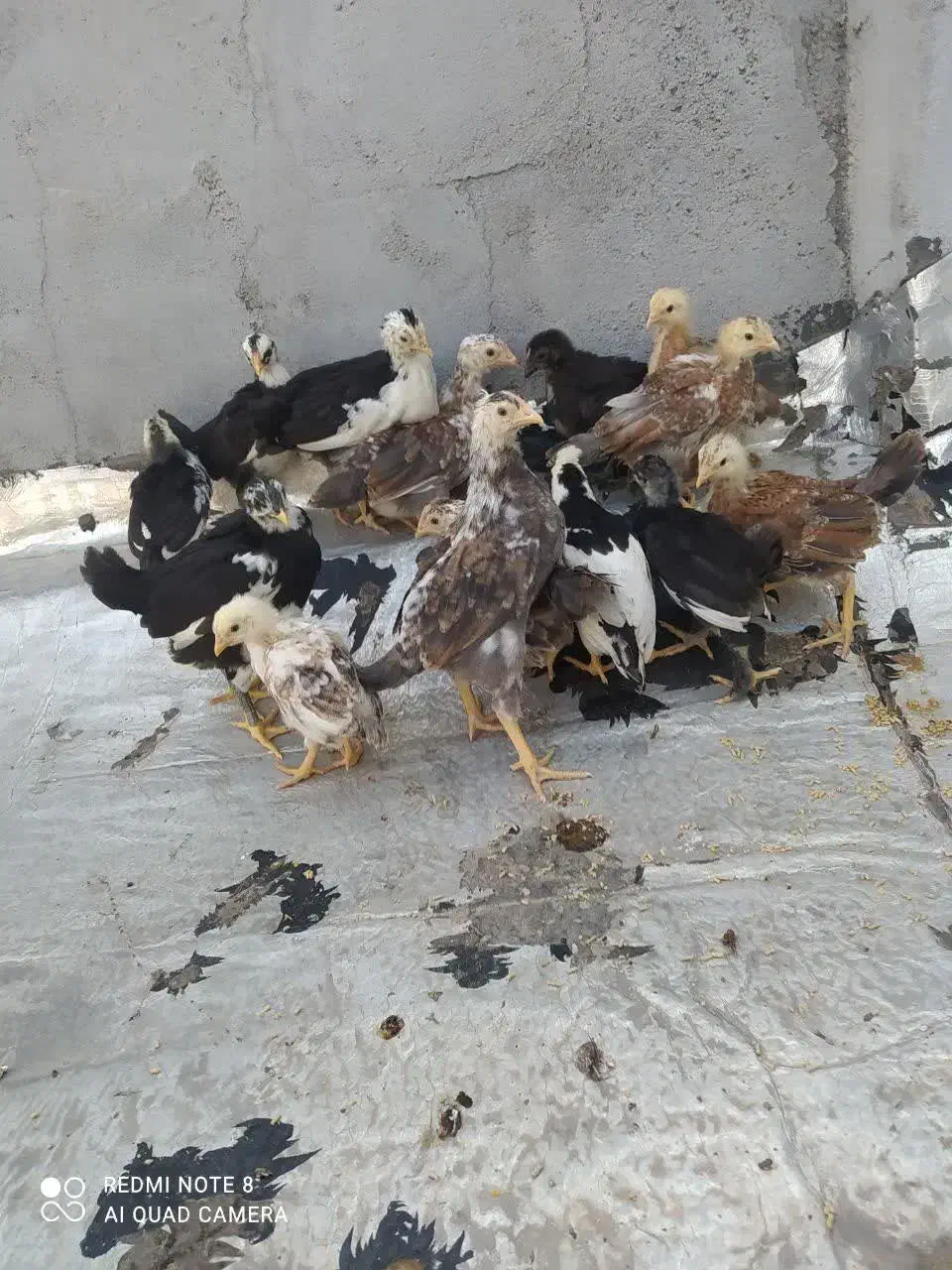 جوجه لری|حیوانات مزرعه|دزفول, |دیوار