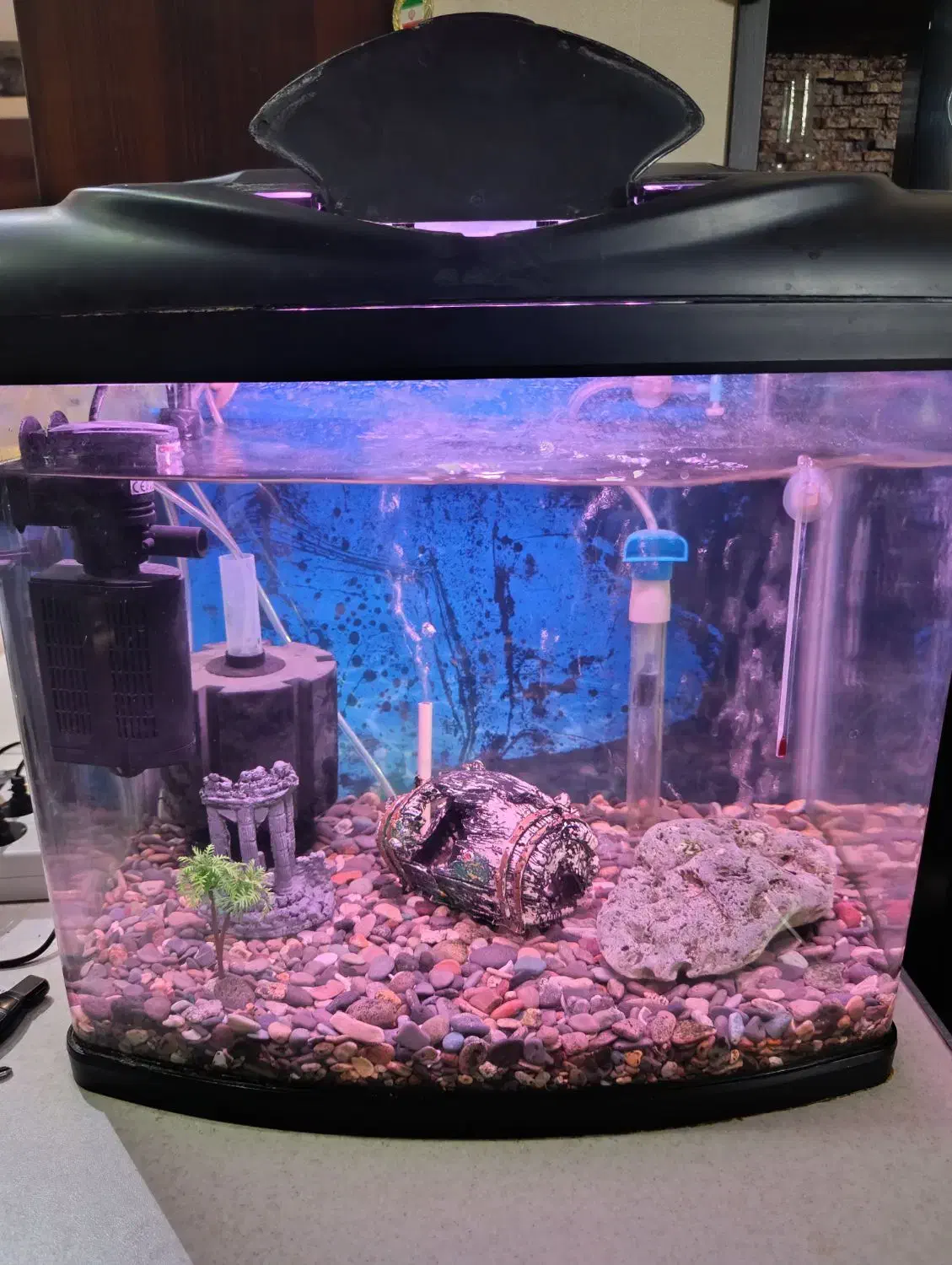 آکواریوم کامل|ماهی|شیراز, انجیر|دیوار