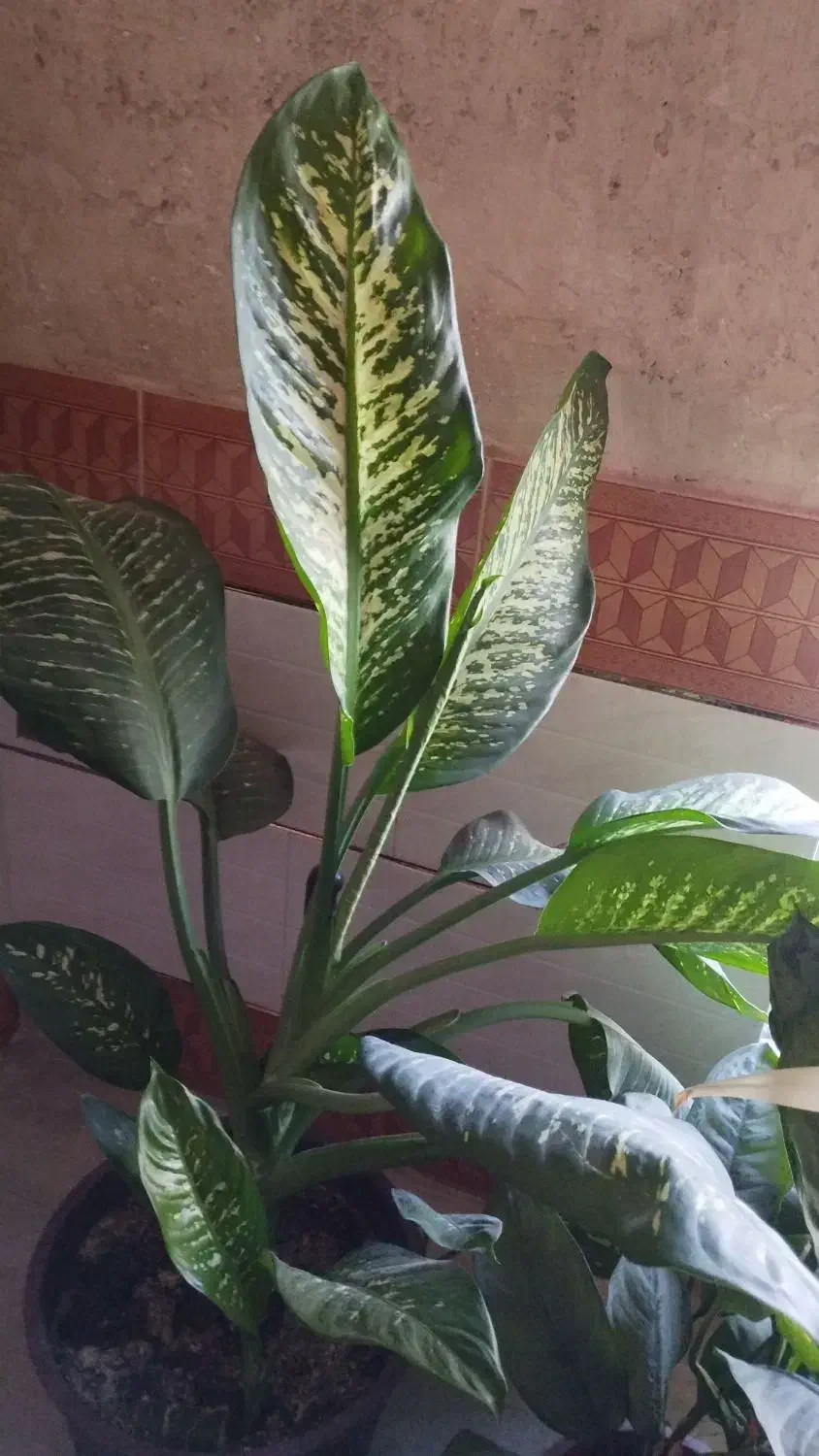 فروش گل‌های آپارتمانی|گل و گیاه طبیعی|فیروزآباد (فارس), |دیوار