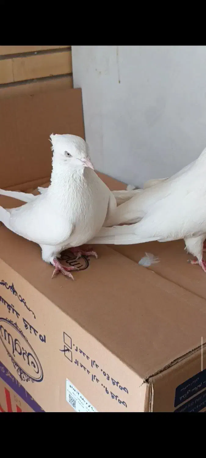 اراکی|پرنده|اصفهان, بوستان ناژوان|دیوار