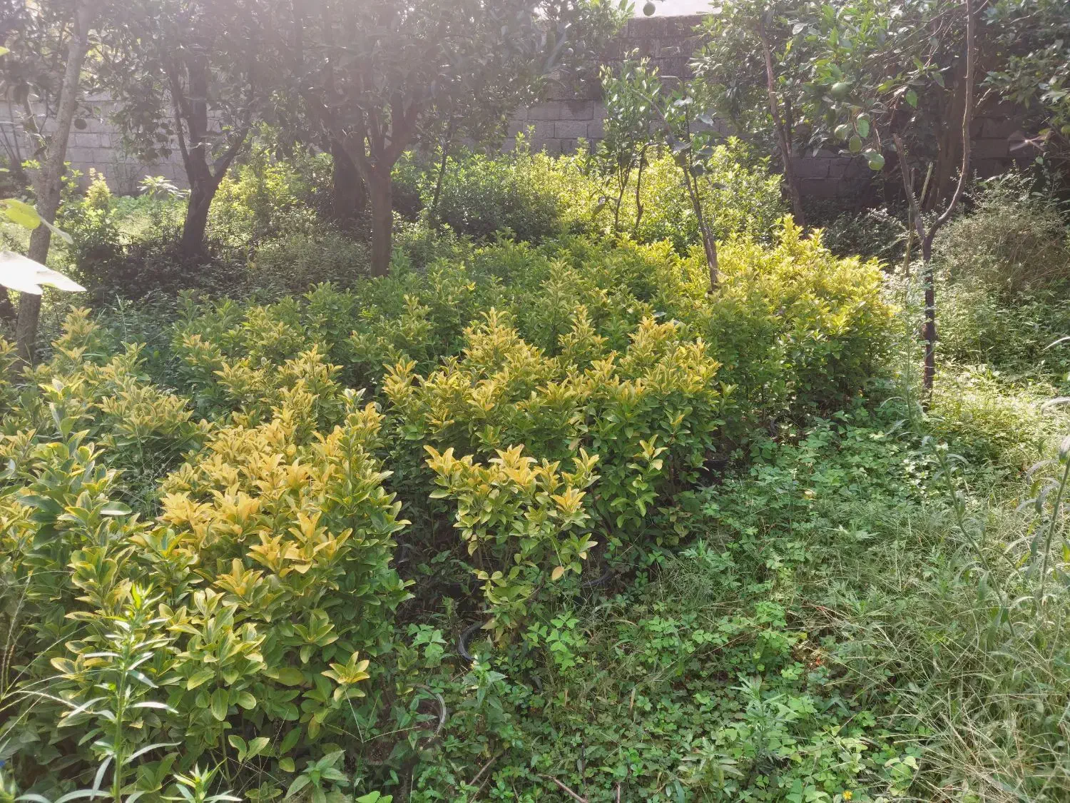 شمشاد طلایی و سبز زمینی|خدمات باغبانی و درختکاری|چابکسر, |دیوار