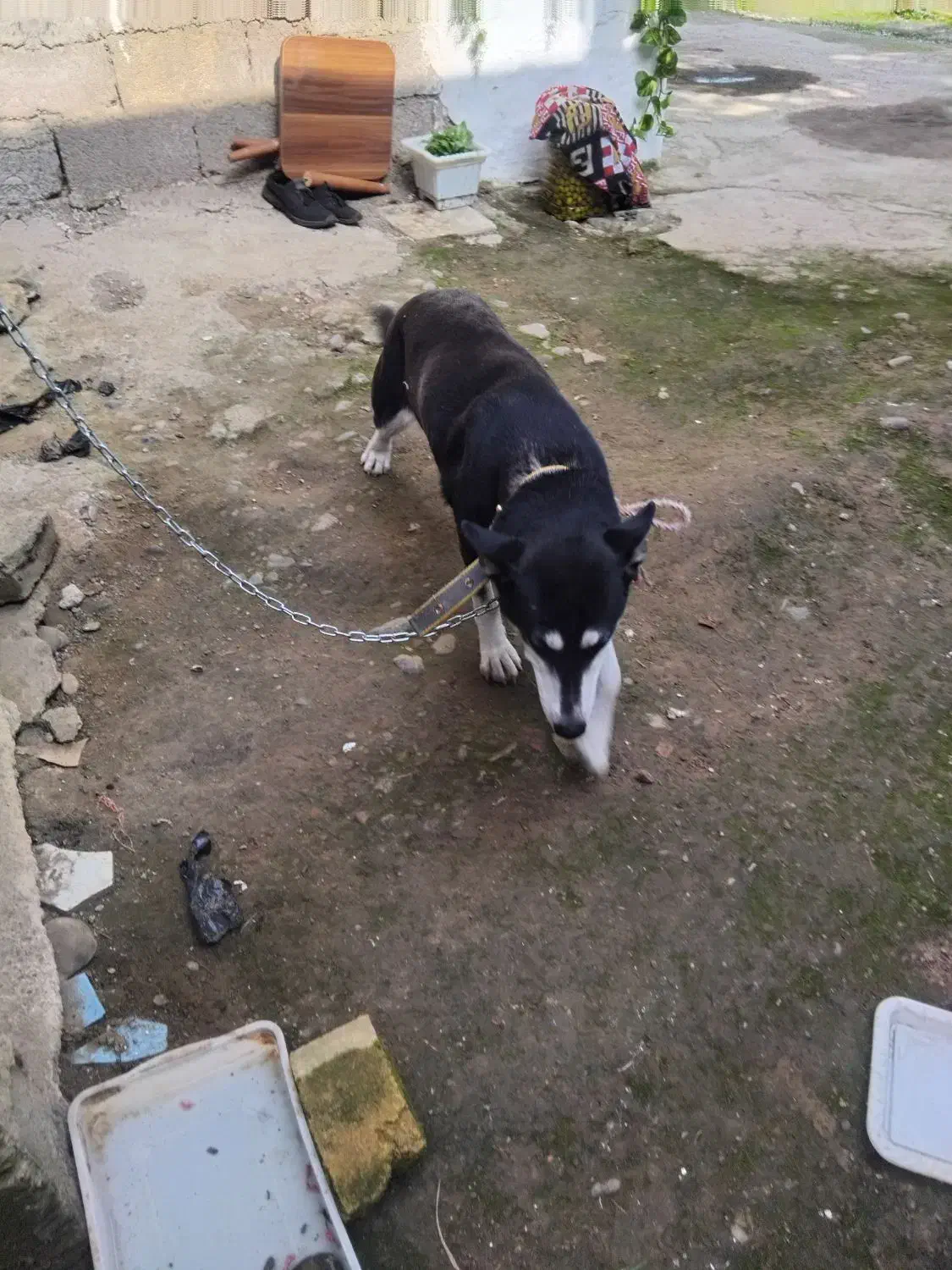 سگ هاسکی|سگ|رشت, لاکان|دیوار