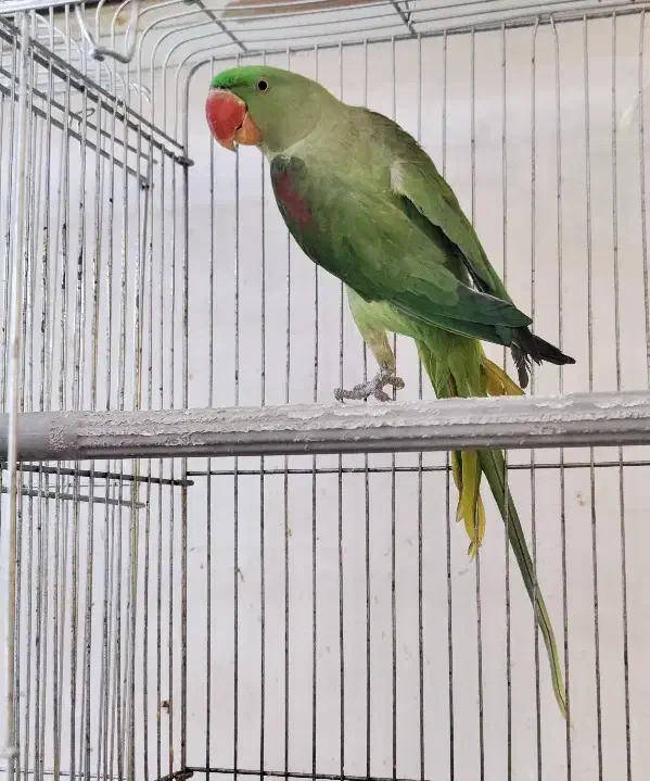 شاه طوطی ماده کینگ سایز(اسکندر)|پرنده|قم, نخودی|دیوار