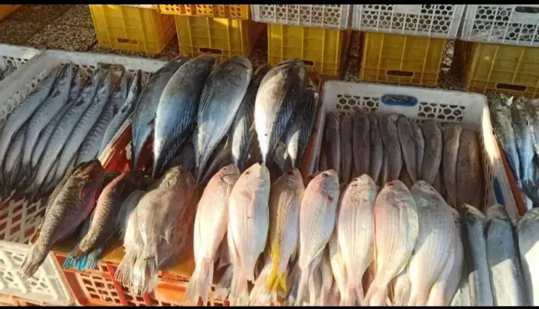 ماهی تازه|خوردنی و آشامیدنی|رامهرمز, |دیوار