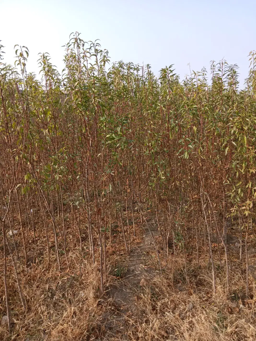 نهال|خدمات باغبانی و درختکاری|آذرشهر, |دیوار