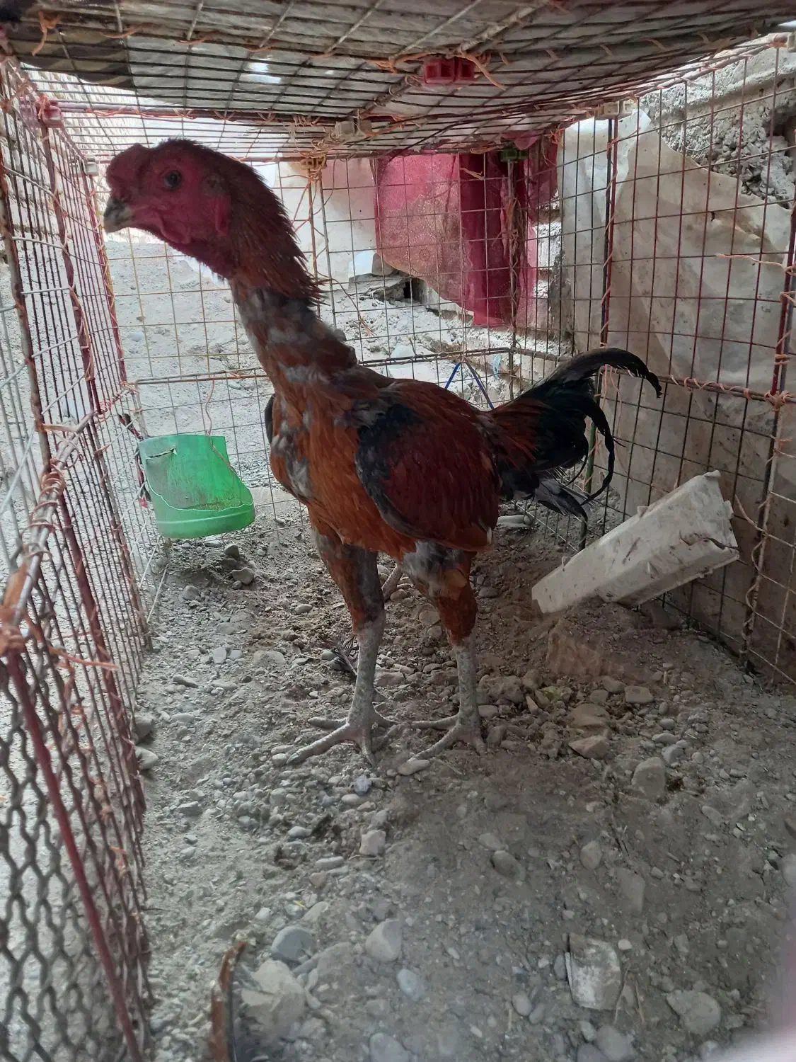 خروس فروشی|حیوانات مزرعه|ایرانشهر, |دیوار