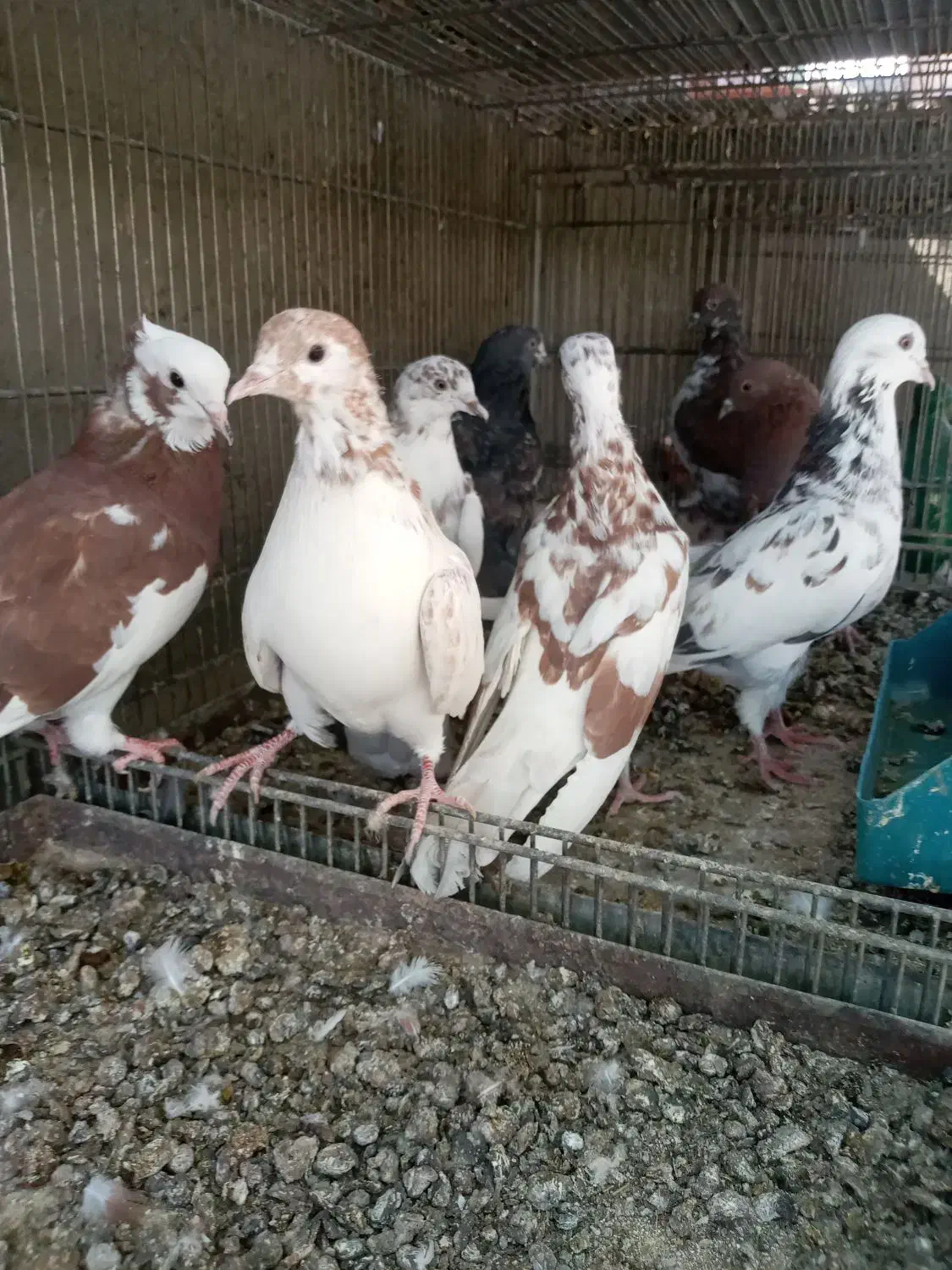 کبوتر پرشی|پرنده|سیرجان, |دیوار