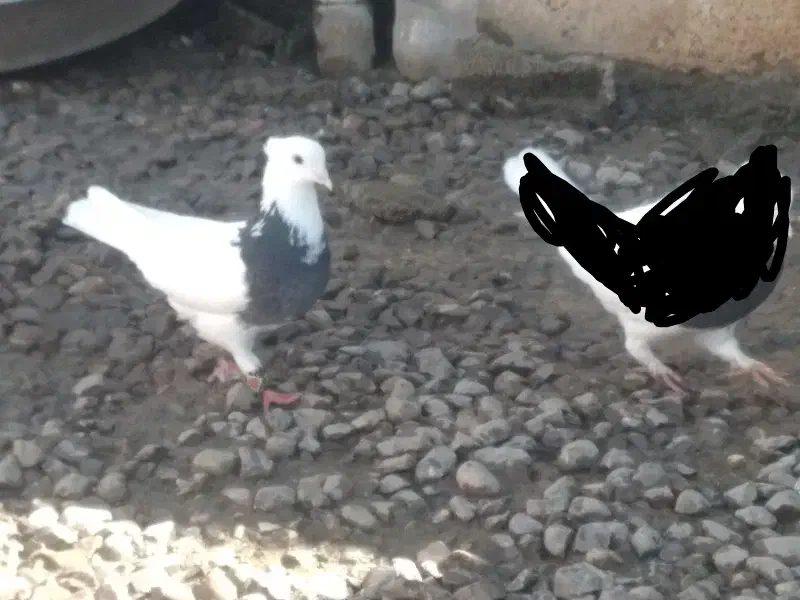 دو تا ماده آس|پرنده|فاضل آباد, |دیوار