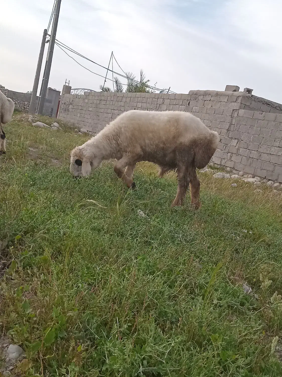 قوچ|حیوانات مزرعه|گله دار, |دیوار
