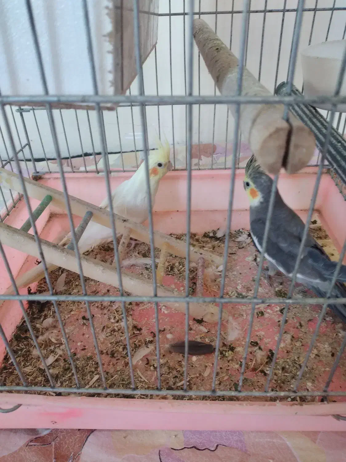 ۲عدد عروس هلندی|پرنده|ابهر, |دیوار