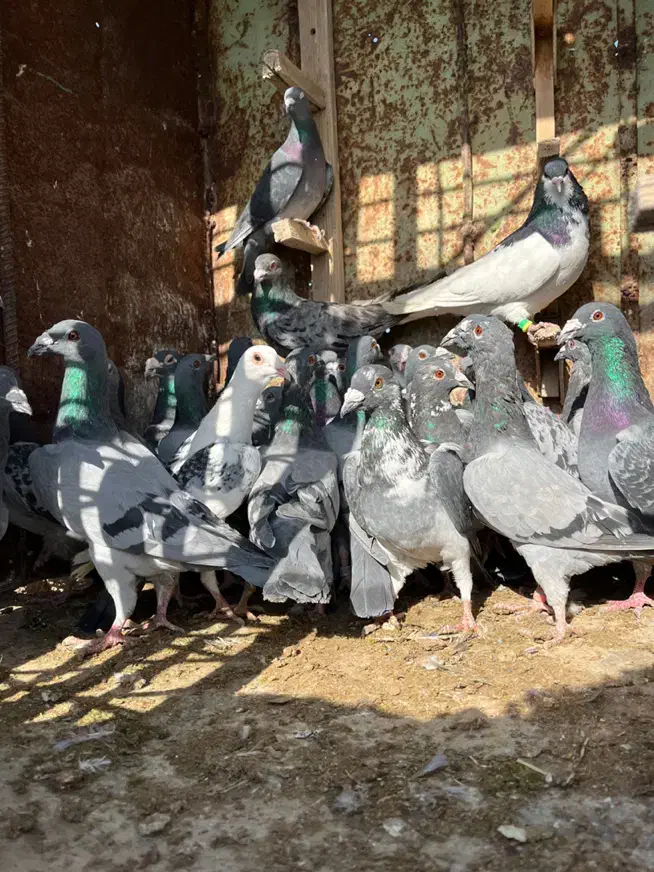 کبوتر|پرنده|مرودشت, ثبت احوال|دیوار