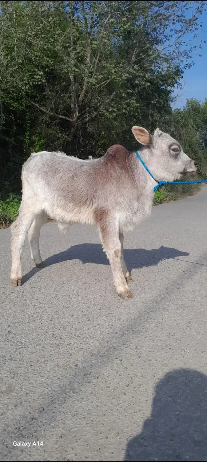 گوساله نر چالوسی گاو ورزا کوله|حیوانات مزرعه|فومن, |دیوار