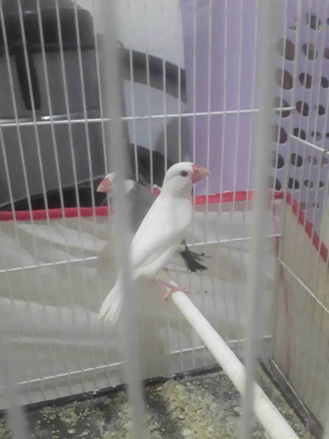 فنچ نرگسی مولد|پرنده|کاشمر, |دیوار