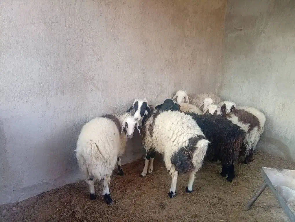 بره نر تخت|حیوانات مزرعه|فورگ, |دیوار