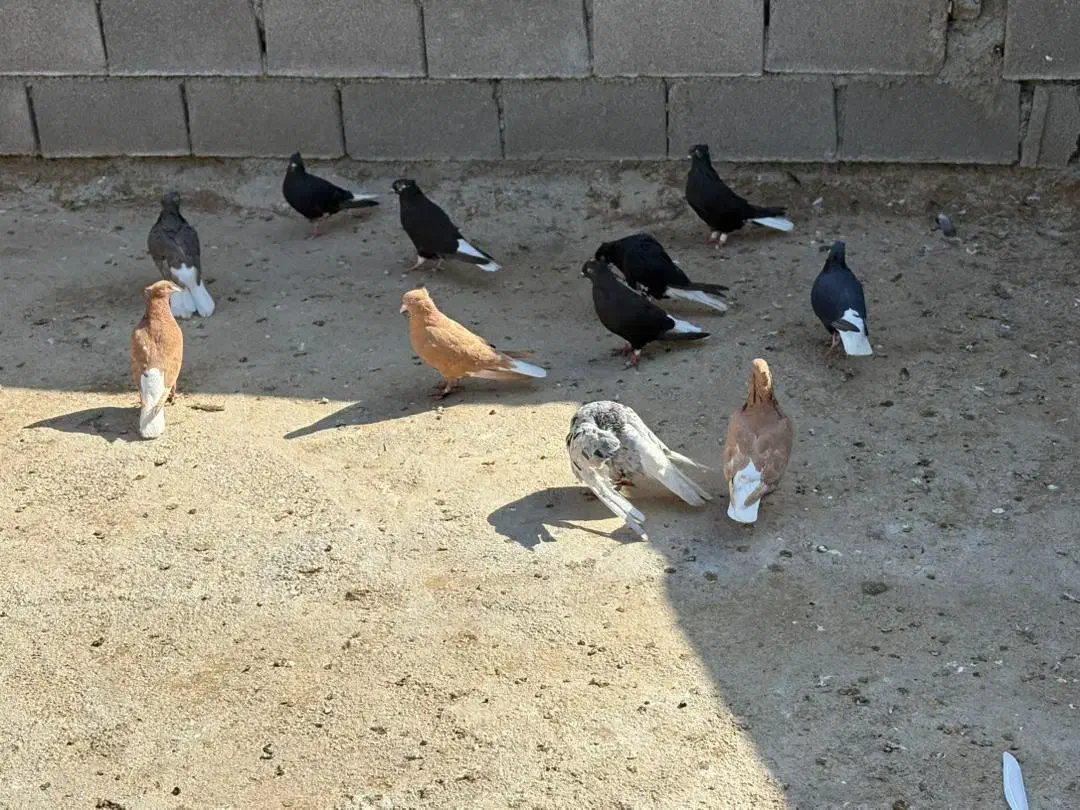 کبوتر دم سفید|پرنده|کرخه, |دیوار