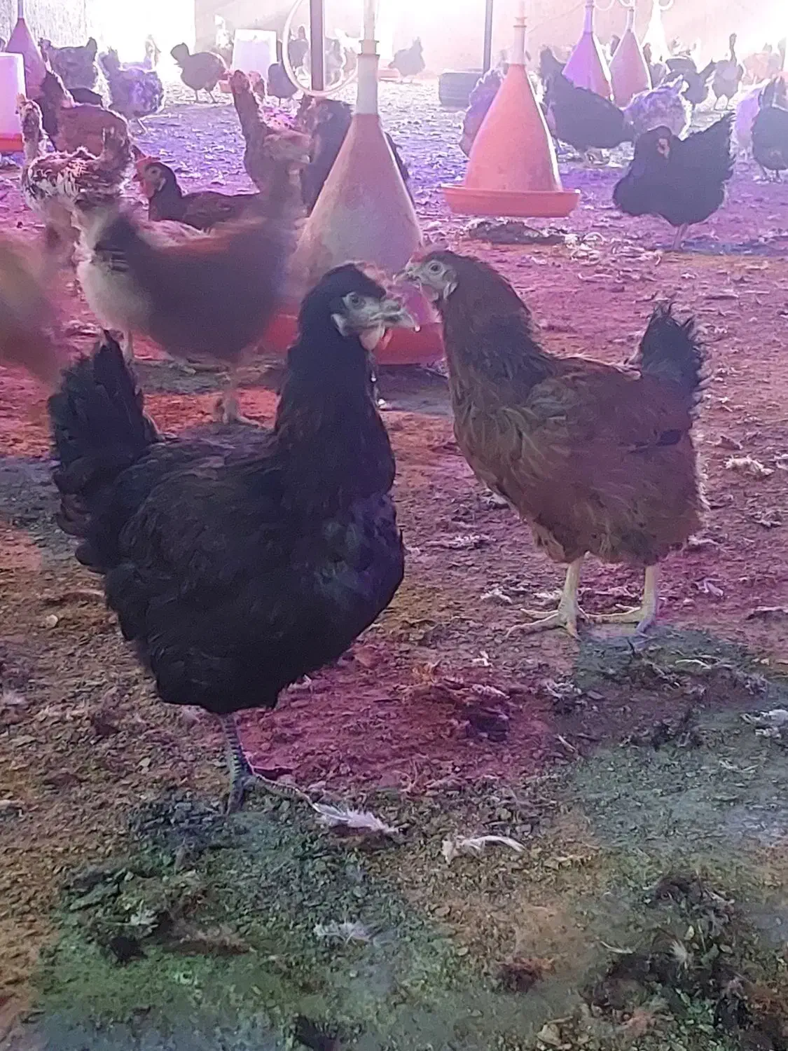 مرغ محلی زنده|حیوانات مزرعه|برازجان, |دیوار