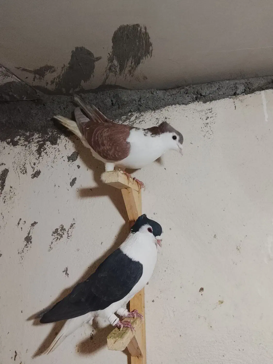 رنگه آس|پرنده|مشهد, رستگار|دیوار