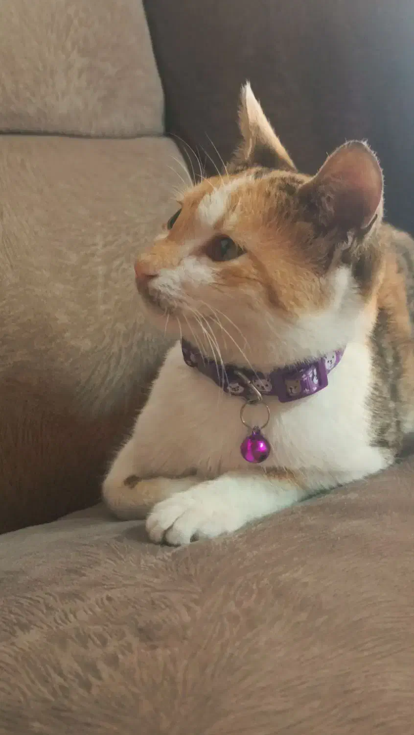 گربه گمشده|حیوانات|لنگرود, |دیوار