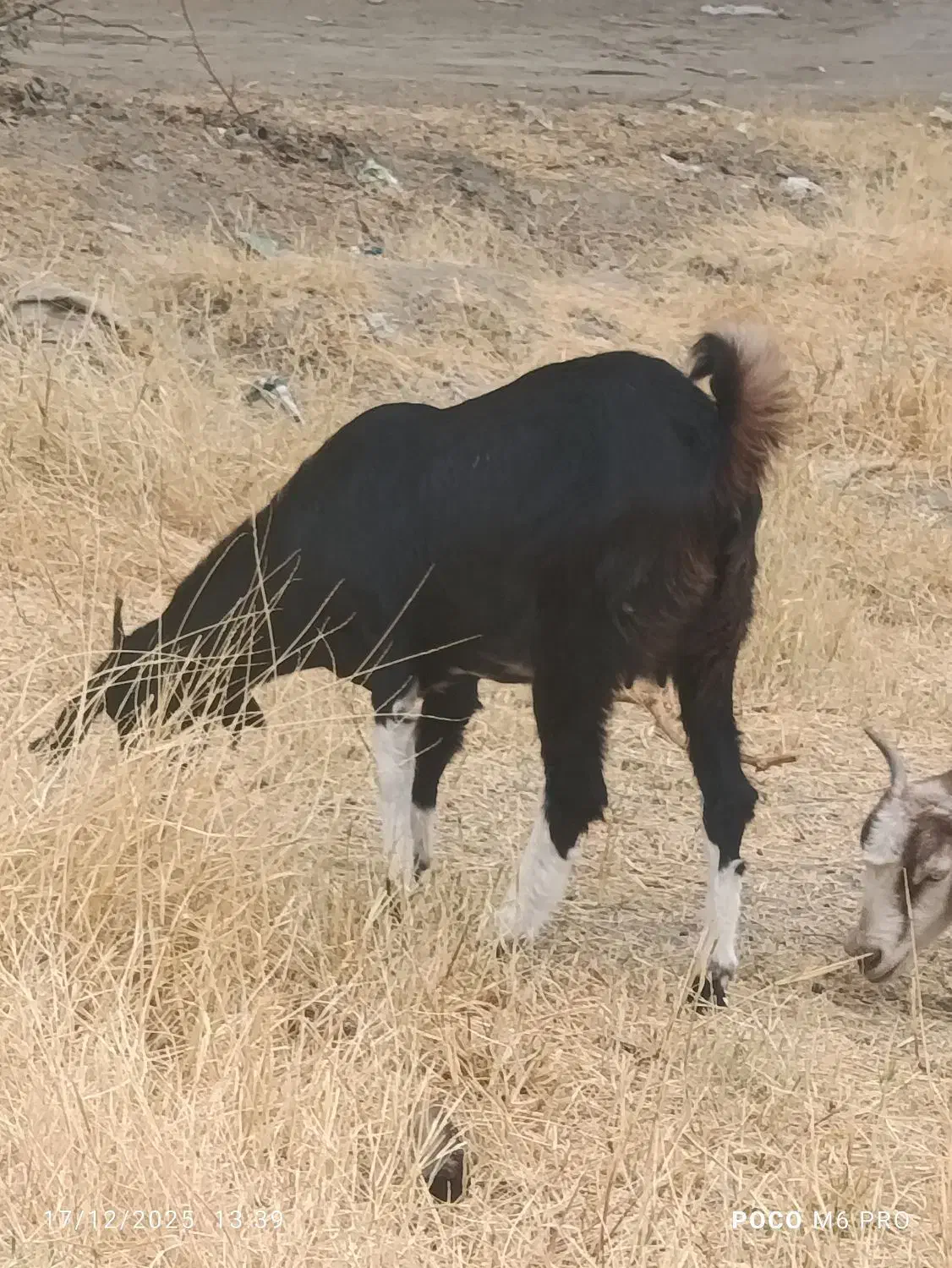 دو عدد بز اپس سه ماهه|حیوانات مزرعه|ایرانشهر, |دیوار