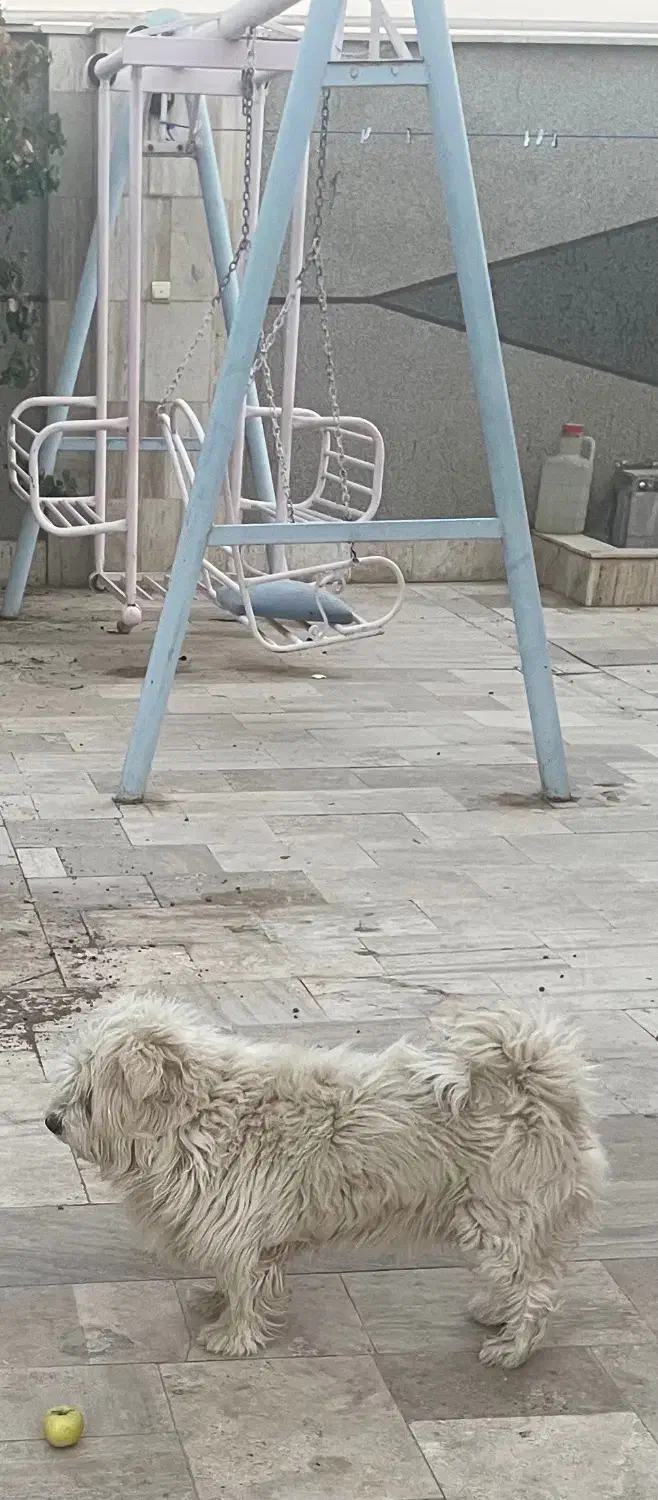 واگذاری سگ|سگ|قائن, |دیوار