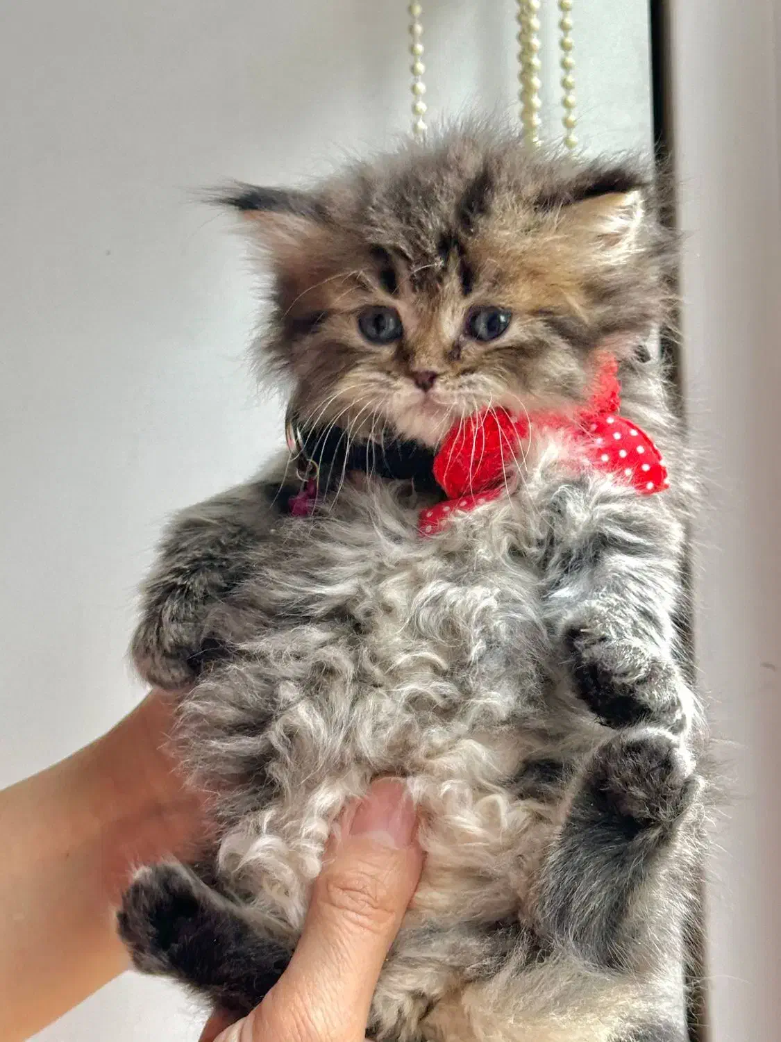 بریتیش ماده|گربه|کرج, فاز ۱ مهرشهر|دیوار