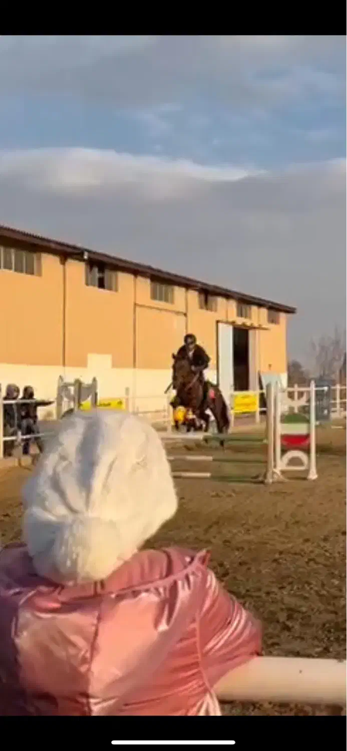 اسب ترکمن پرشی|اسب و تجهیزات اسبسواری|ارومیه, |دیوار