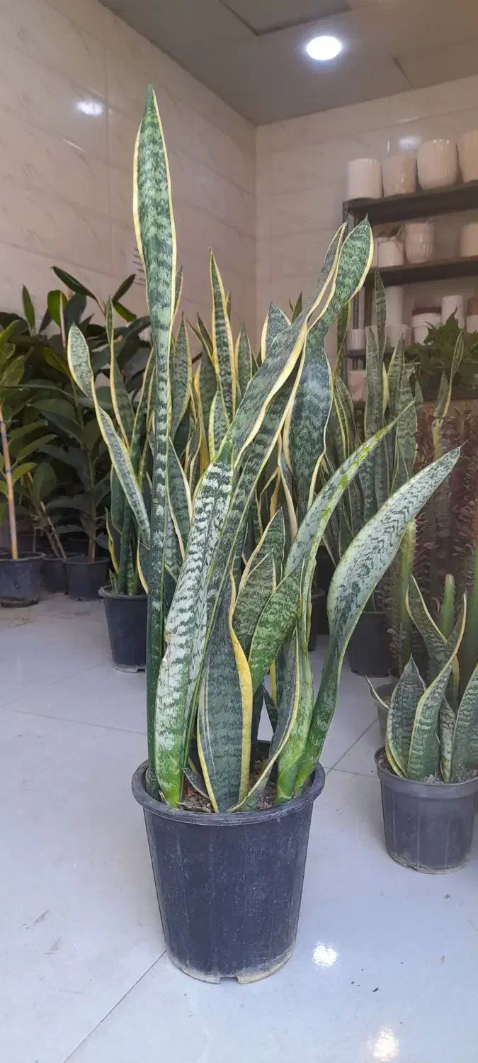 سانسوریا سطل هفت شمشیری ابلق لب طلایی|گل و گیاه طبیعی|قم, نیروگاه|دیوار