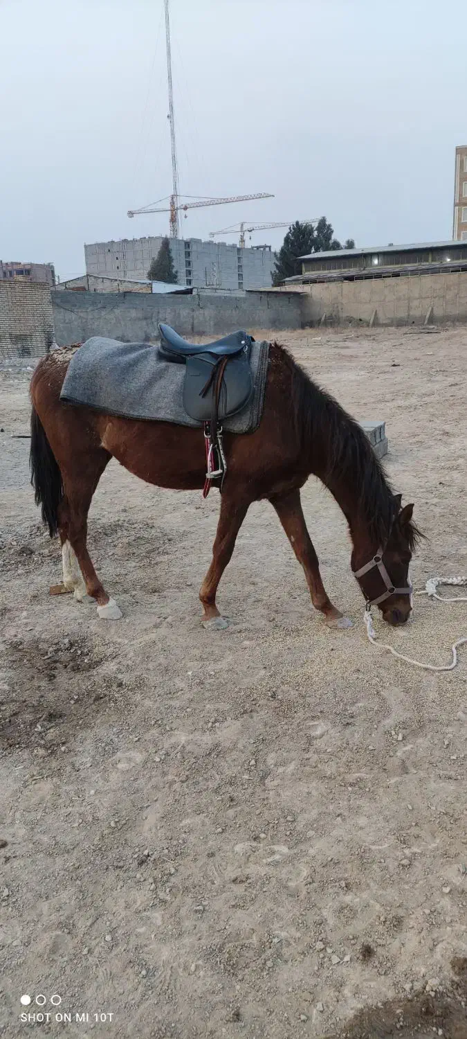 اسب|اسب و تجهیزات اسب‌سواری|کهریزک, |دیوار