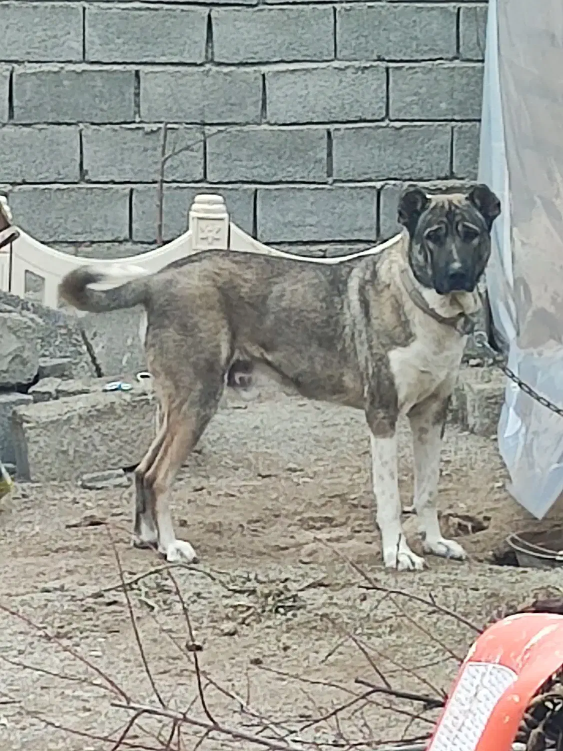 سگ سرابی نگهبان|سگ|صفادشت, |دیوار