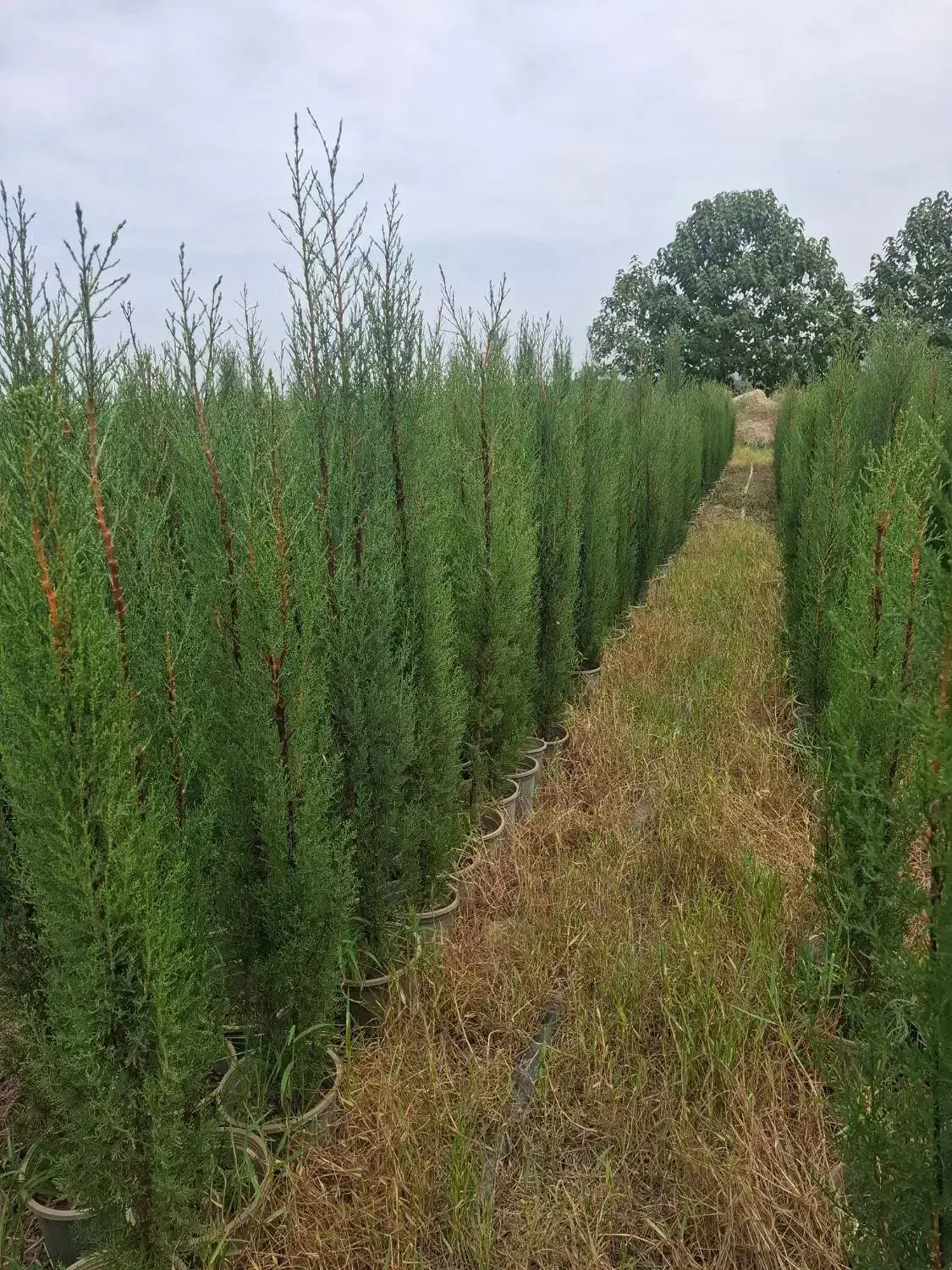 نگهبان|استخدام سرایداری و نظافت|گرگان, |دیوار